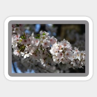 Cherry Blossoms Sticker